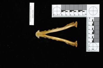 Media type: image;   Mammalogy 52832 Description: Image of skeleton specimen - ventral view. ventral view of mandible.;